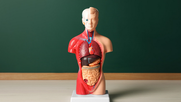 anatomically correct