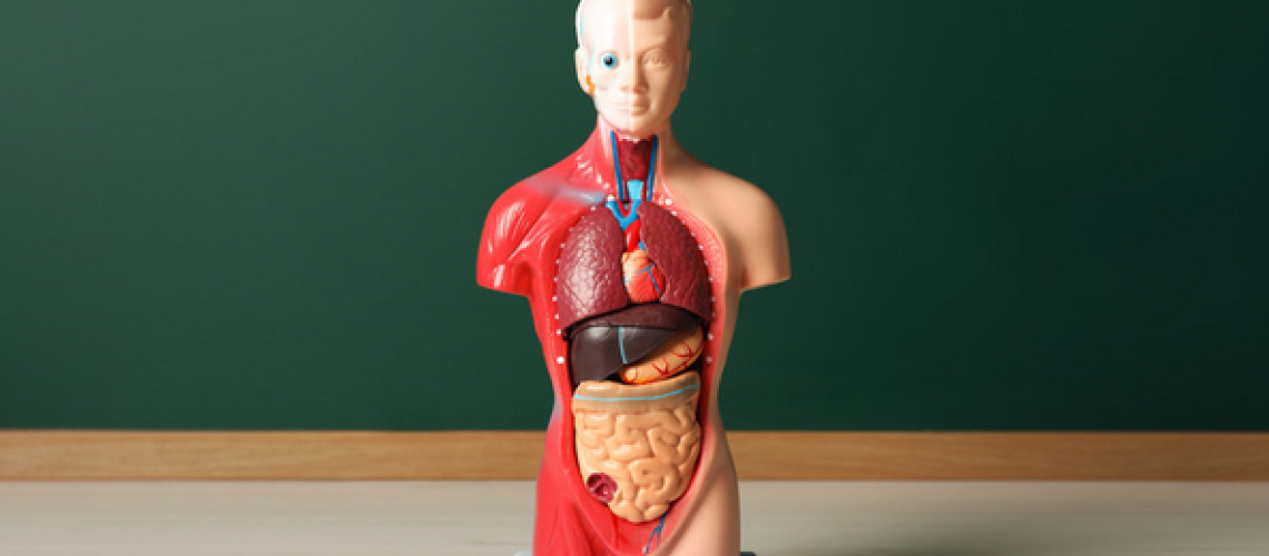 anatomically correct